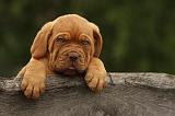 DOGUE DE BORDEAUX 328